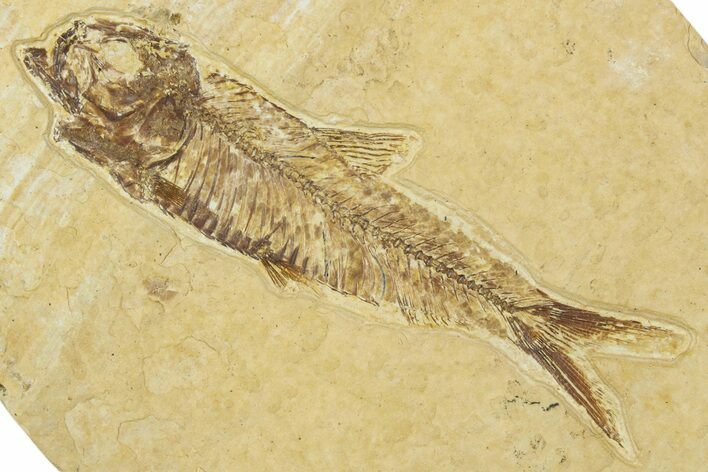 Detailed Fossil Fish (Knightia) - Wyoming #330799